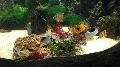 Прикрепленное изображение: P_20151204_111127.jpg